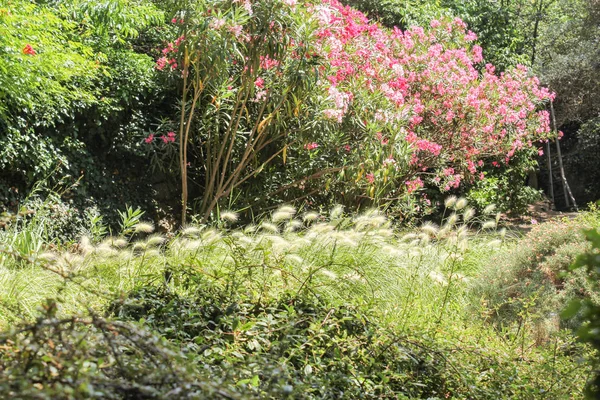 Botanik Bahçesi florası.