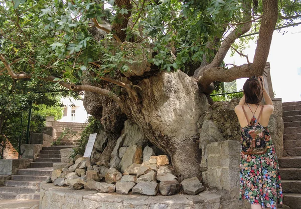 Very old olive tree. — Stock Photo, Image