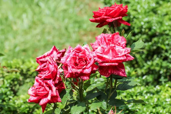Srokaty wysokiej jakości róże. — Zdjęcie stockowe