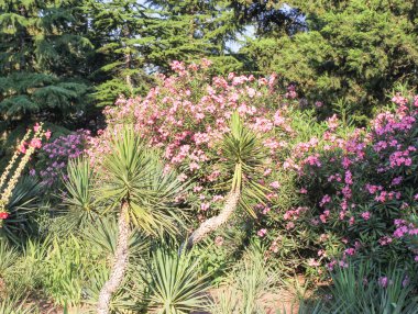 avuç içi ve çiçekler.