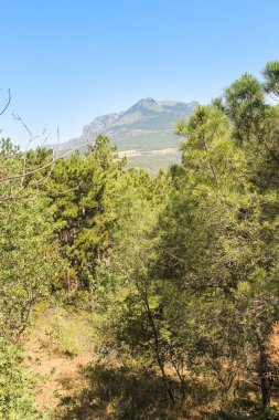 Çam ormanı arkasında dağ.