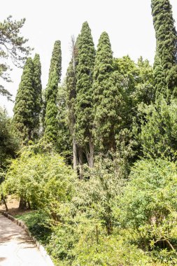 Yeşil park bitki örtüsü.