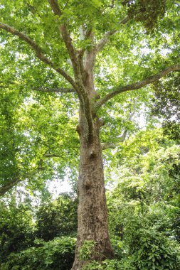 Büyük bir cork tree.