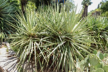 Güney Amerika bitkilerin Fuar.