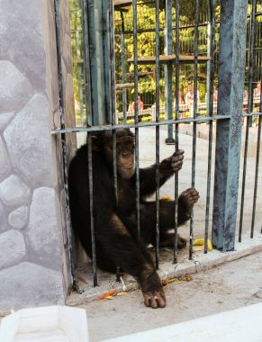 Parmaklıklar ardında şempanze olduğunu.