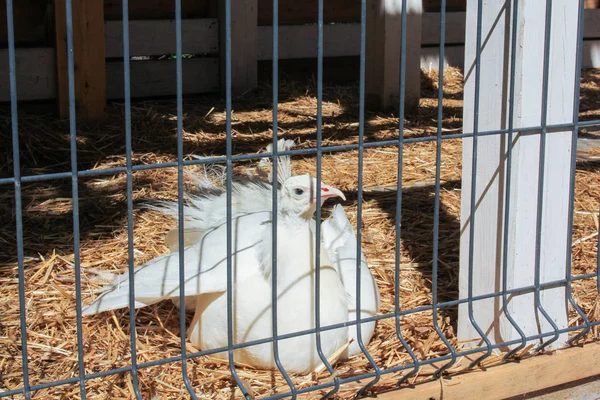 Saman üzerinde beyaz tavus kuşu.