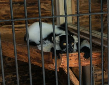 Parmaklıklar ardında yaratıktır.