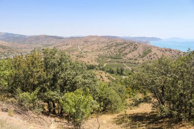 Yamaçlarda nadir orman.