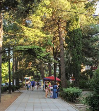 Yol boyunca yüksek ağaçlar.