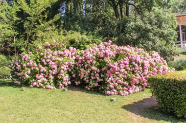 ' In bahçesinde ortanca.