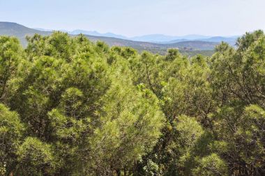 Dağ doruklarına uzaktan.