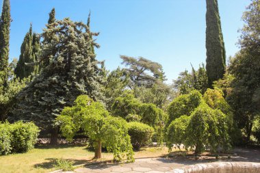 Yemyeşil park bitki örtüsü.