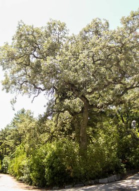 Parkta yayılan ağaç.