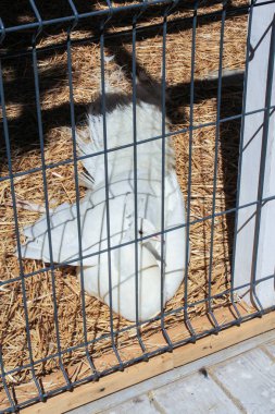 Saman üzerinde beyaz tavus kuşu.