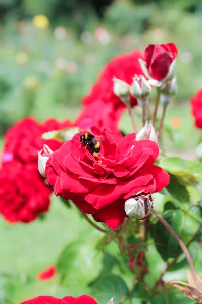 Пчела на цветке розы . — стоковое фото
