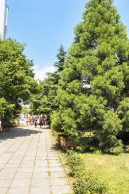 Yeşil kent sokakları.