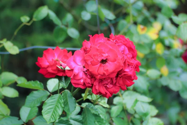 Terry czerwone róże. — Zdjęcie stockowe