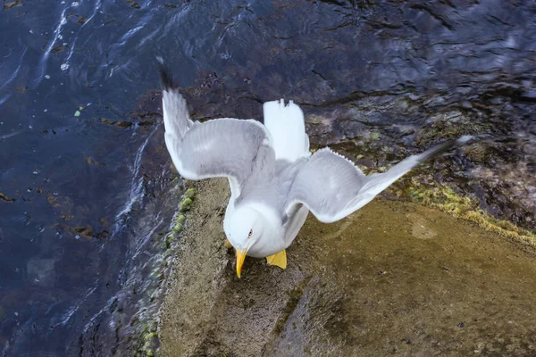 Gaviota extendiendo sus alas . — Foto de Stock