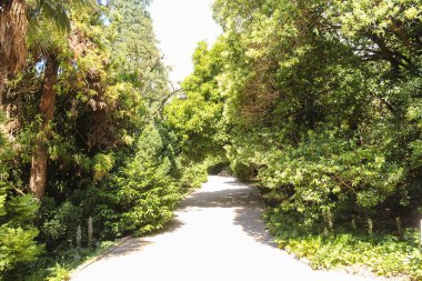 Botanik bahçesinde yol.