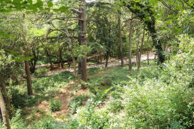 Yamaçta büyüyen ağaçlar.