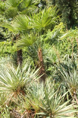 Çalılıkları tropik bitkilerin.