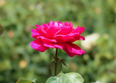 Bir çiçek bir kırmızı gül.