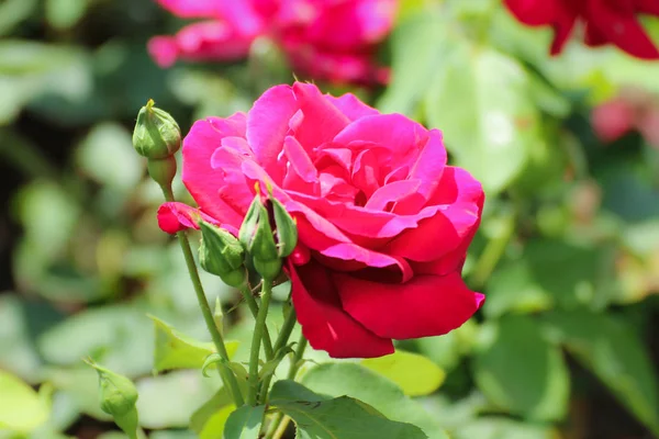 kırmızı gül bud.