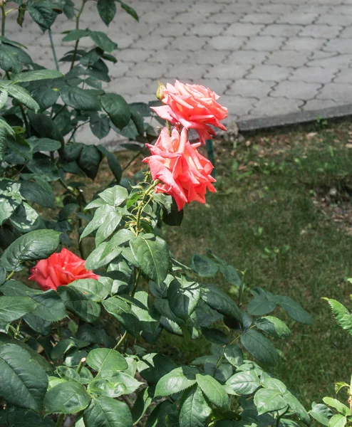Krzak róż w ścieżce. — Zdjęcie stockowe