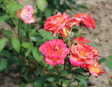 Kırmızı-turuncu çiçek gül.