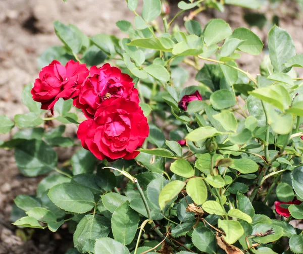 Un arbusto con rosas brillantes . —  Fotos de Stock