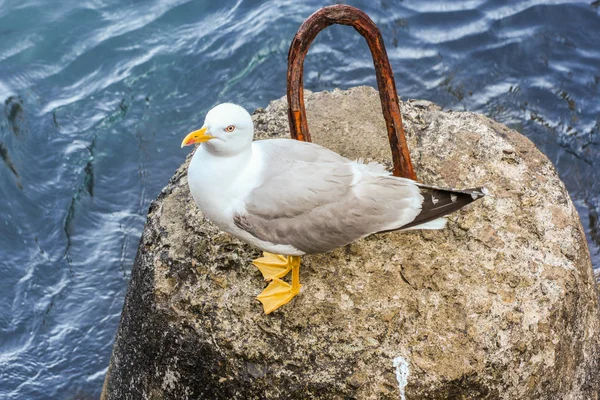 Gabbiano marino sulla pietra d'ormeggio . — Foto Stock