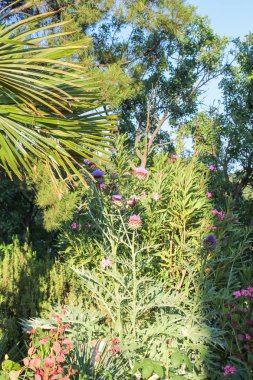 Sulu park bitki örtüsü.