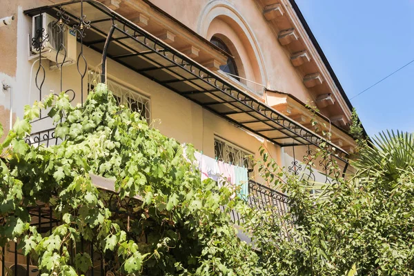 Балкон, выкрученный диким виноградом . — стоковое фото