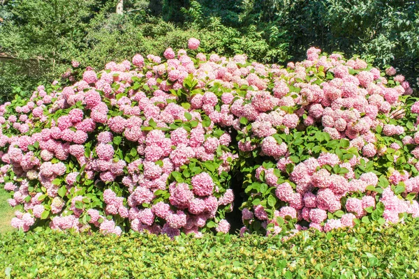 En saftig buske av hortensia. — Stockfoto