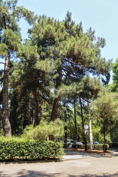 Caddenin Güney çam.