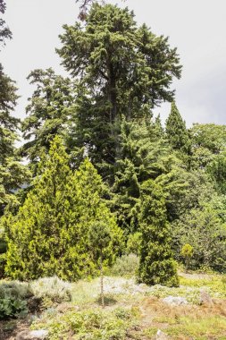 İğne yapraklı park tesisleri.