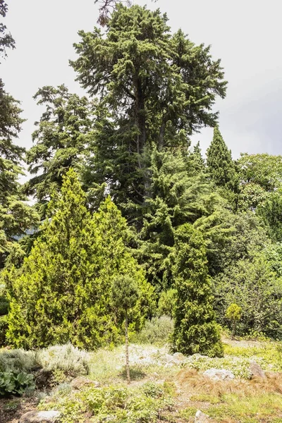 İğne yapraklı park tesisleri.