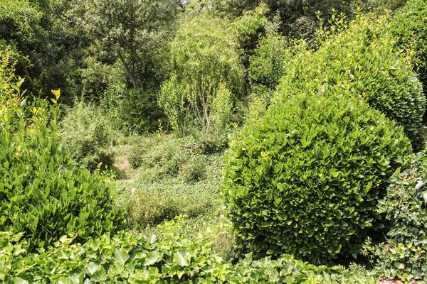 Green plants and shrubs. — Stock Photo, Image