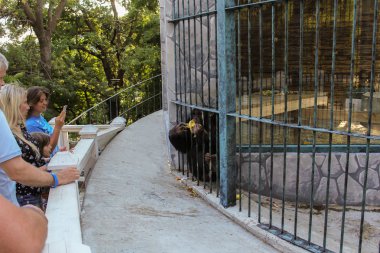 Maymunlar için izlerken insanlar.