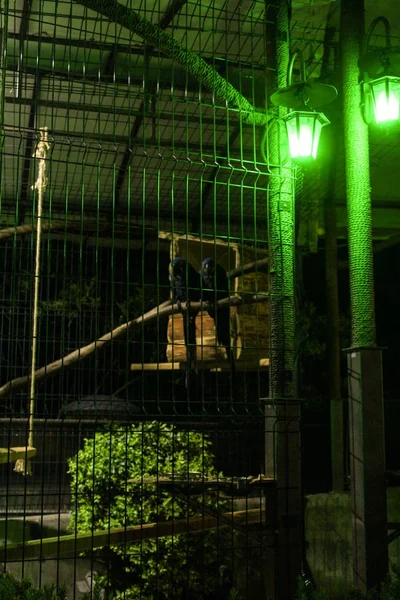 Ночь в зоопарке . — стоковое фото