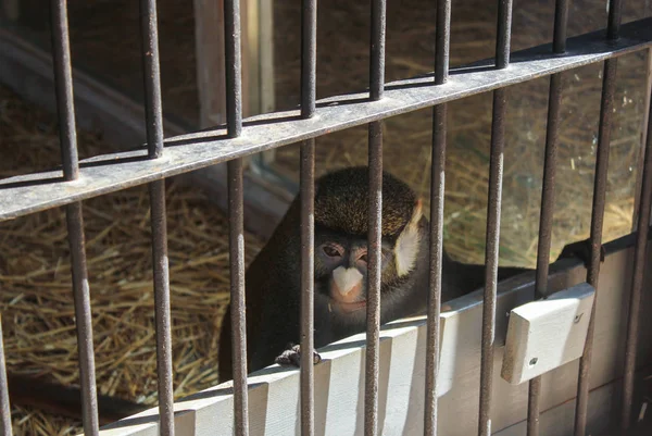 Monkey in the cage. — Stock Photo, Image