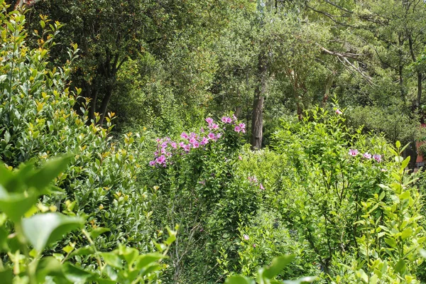 Çalılıklarda çiçekler.