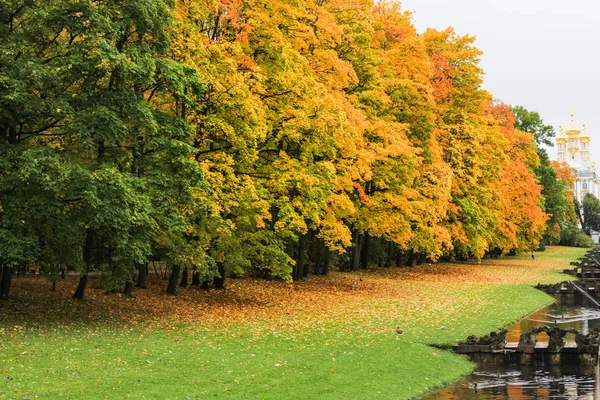 Őszi világos fák, a park. — Stock Fotó