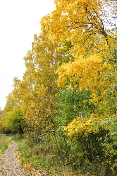Caminho na floresta de outono. — Fotografia de Stock