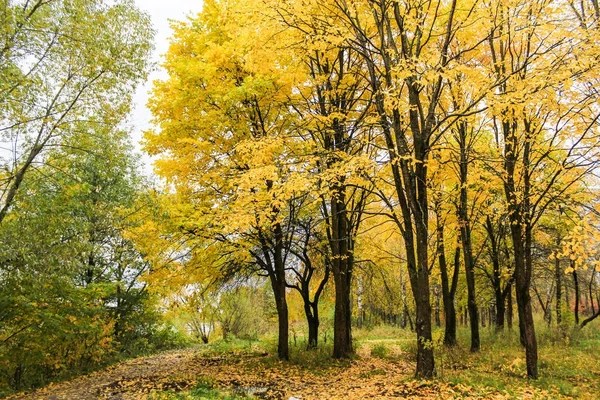 Árvores com folhas amarelas . — Fotografia de Stock