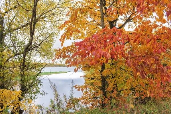 Floresta de outono na margem do rio. — Fotografia de Stock