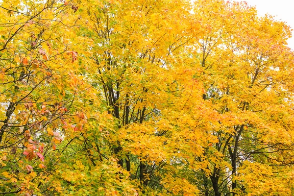 Яскраво-жовті коронки дерев . — стокове фото