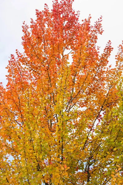 Aspen sonbahar taç. — Stok fotoğraf