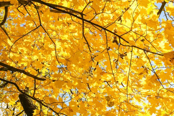 太陽の下で黄色の葉. — ストック写真