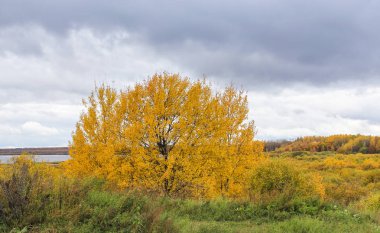 Sarı sonbahar manzarası.